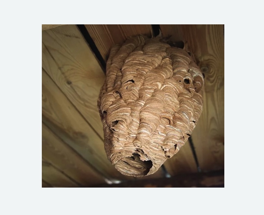 обработка от шершней в Мариинском Посаде