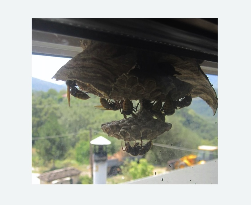 Уничтожение гнёзд шершней в Мариинском Посаде