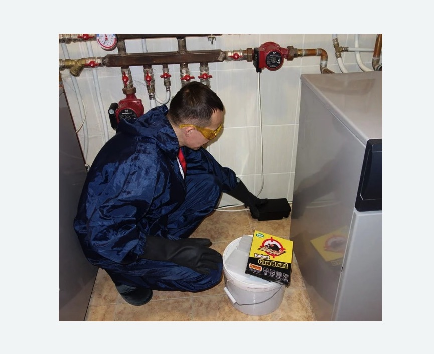 Уничтожение крыс в Мариинском Посаде